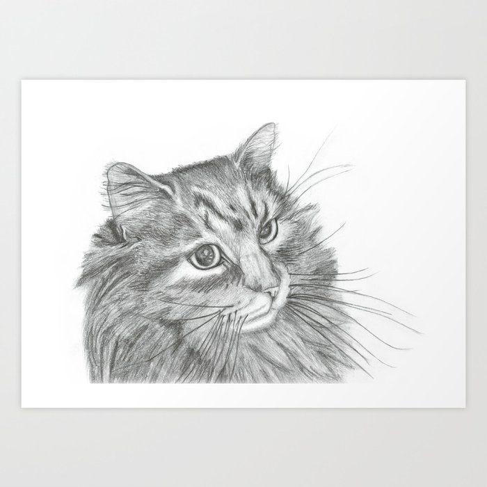 Cat pencil drawing  Art Board Print for Sale by Pencil-Art