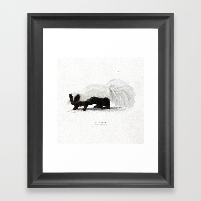Hooded skunk scientific illustration art print Framed Art Print