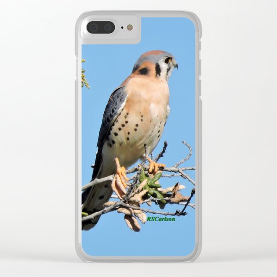 American Kestrel on Watch in La Verne Clear iPhone Case