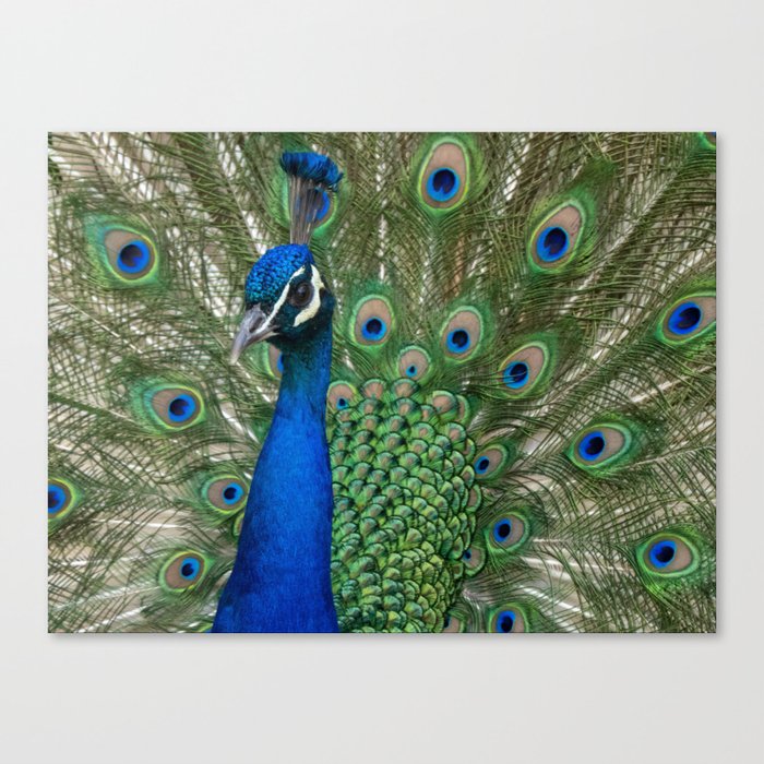 Peacock Spreads Its Feathers Canvas Print