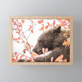 Cinnamon Black Bear Wildlife Photography Framed Mini Art Print