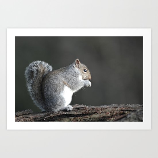 Grey Squirrel Art Print