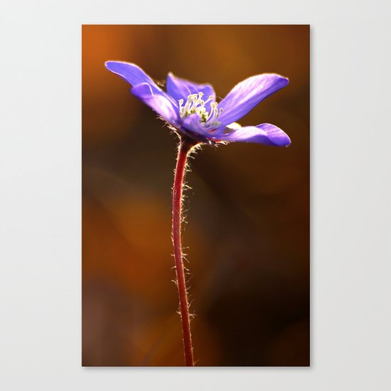 Solo Canvas Print