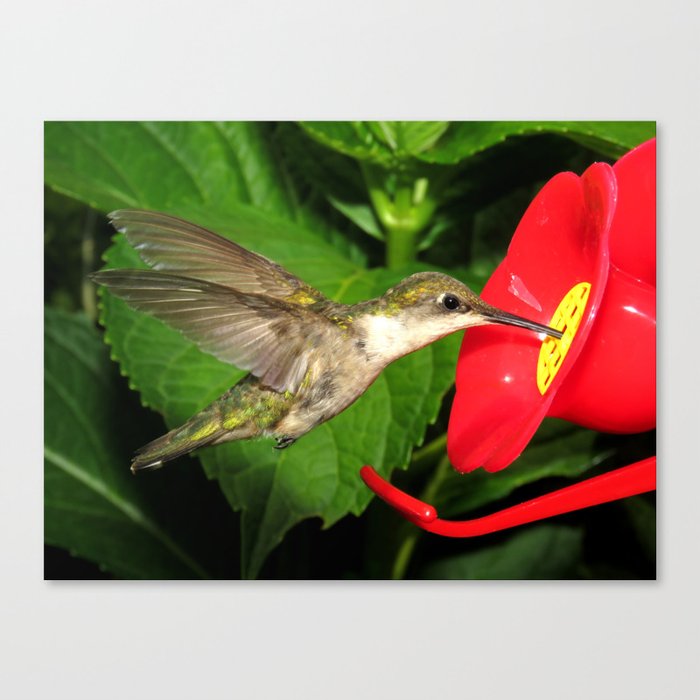 Hovering hummingbird 27 Canvas Print