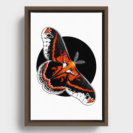 Robin Moth (Hyalophora cecropia)  |   BUGSPOTTING SERIES Framed Canvas