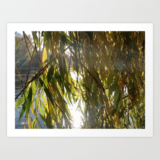 Willow in Morninglight Art Print