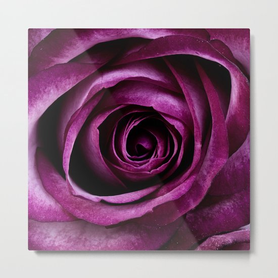 Purple Rose Metal Print