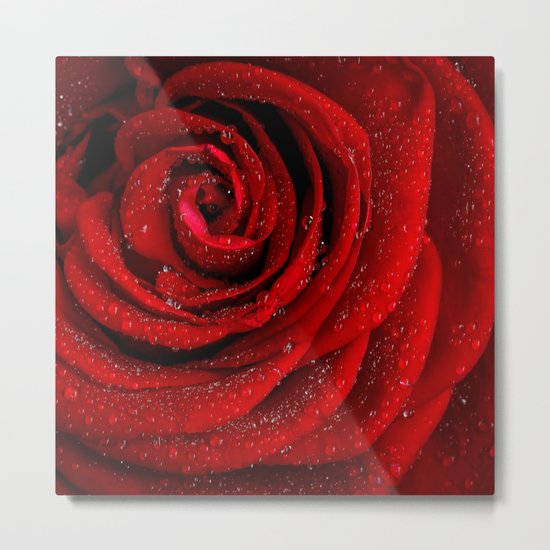 Red rose with sparkling droplets- Beautiful elegant Roses Metal Print