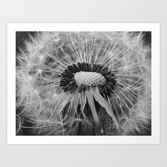 Dandelion Black and White Photography | Nature Art | Plant | Botanical | Wish Art Print