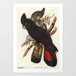 Vintage Print - John Gould - The Birds of Australia (1848) - Banksian Cockatoo Art Print | Animal, Zoology, Painting, Print, Life, Wildlife, Ornithology, Antique, Vintage, Naturalhistory 