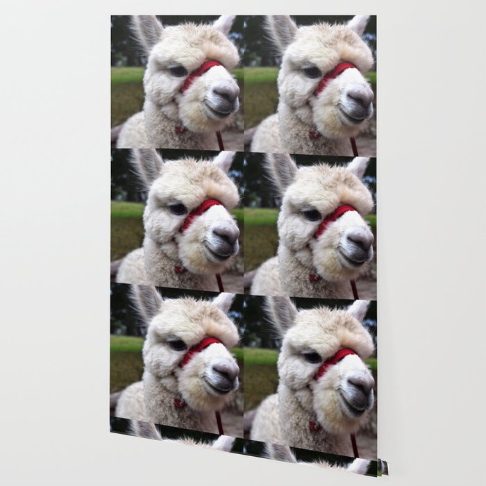 Marvin The Alpaca Wallpaper By Cerysphotography Society6