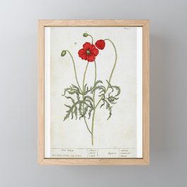 Red Poppy by Elizabeth Blackwell from "A Curious Herbal," 1737 (benefits The Nature Conservancy) Framed Mini Art Print