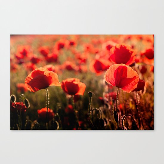 Fiery poppy field - Red Poppies Flowers Canvas Print