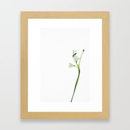 Snow drop flower Framed Art Print