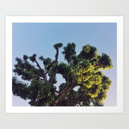Under The Big Green Tree in Los Angeles, CA Art Print