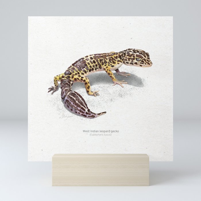 West Indian leopard gecko scientific illustration art print Mini Art Print