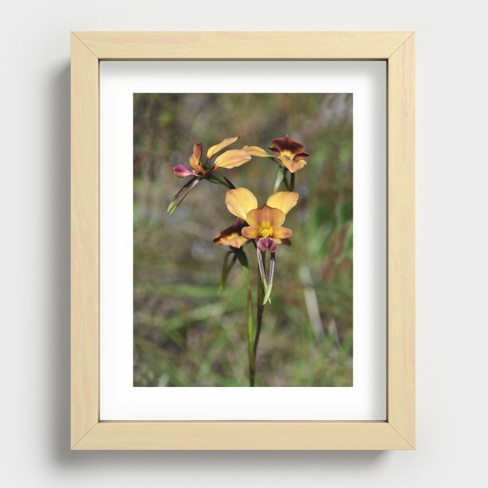 Donkey Orchid Recessed Framed Print