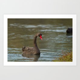 Black swan on a lake - landscape Art Print | Garden, Cute, Beautiful, Avian, Lover, Birb, Nature, Bird, Wild, Wings 