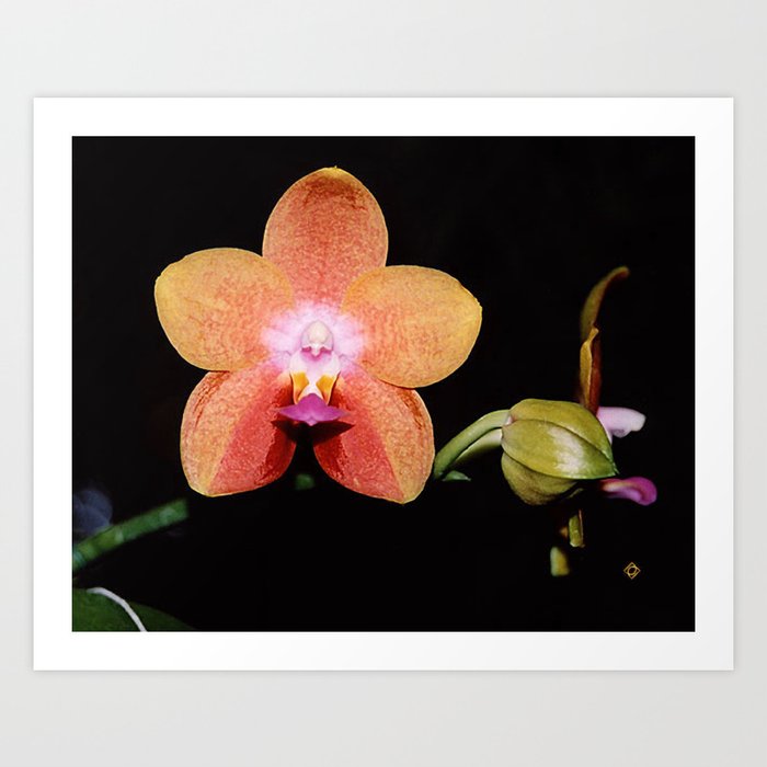 1st Magenta Peachy Phalaenopsis Orchid Art Print