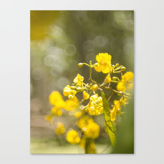 Popcorn Flower Bokeh Delight Canvas Print