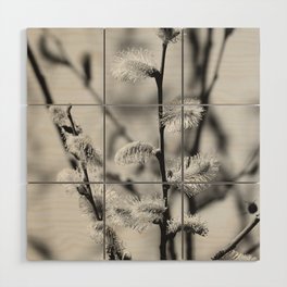 Pussy Willow in Black and White | Nekoyanagi Japanese Tree | Salix gracilistyla | Quaint flowers Wood Wall Art
