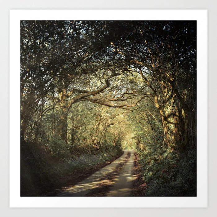 Great Britain Photography - Small Road In The British Forest Art Print
