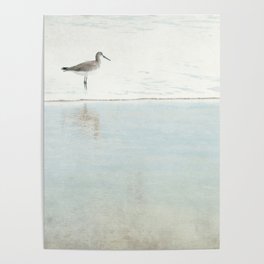 Reflecting Sandpiper Poster