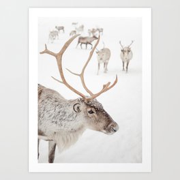 Reindeer With Antlers Art Print | Tromsø Norway Animal Snow Photo | Arctic Winter Travel Photography Art Print