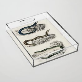 Spotted Worm Lizard, Blind Snakes, & Shield Tail Snakes Acrylic Tray