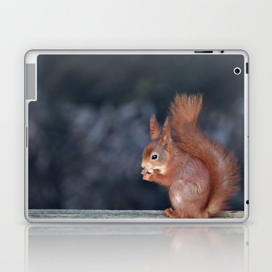Spring squirrel munching nuts on a fence Laptop & iPad Skin