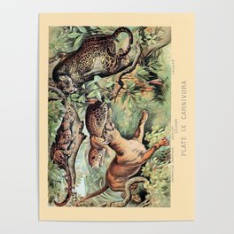 Vintage Big Cats Poster