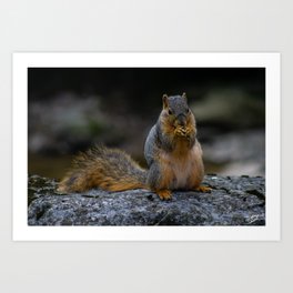 Perched Squirrel Eating a Nut Art Print