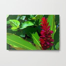 A fantastic tropical Red Ginger flower. Alpinia Purpurata. Common Name in Venezuela Pluma Roja Metal Print