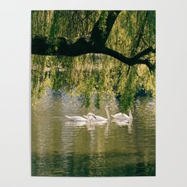 Swans on the river Poster