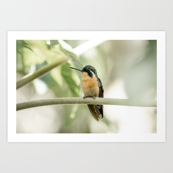 Vibrant Hummingbird Resting on Jungle Branch | green and orange | fine art | bird | photo print Art Print
