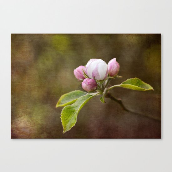 Spring blossom Canvas Print