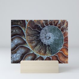 Spiral Ammonite Fossil Mini Art Print