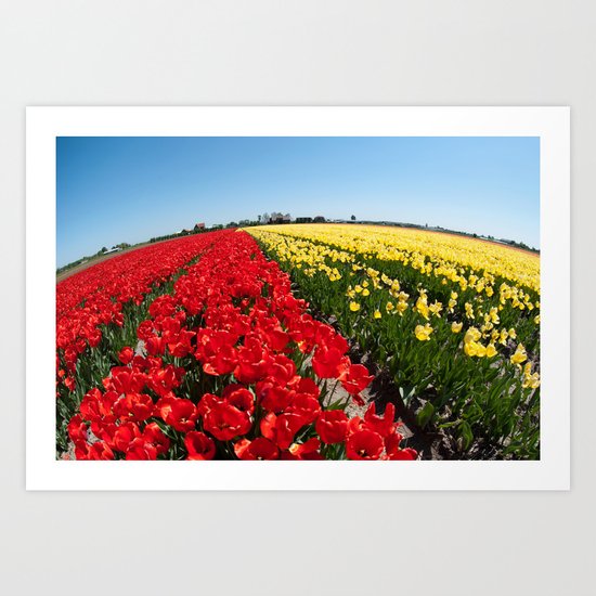 Tulips field Art Print