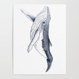 Baby humpback whale (Megaptera novaeangliae) Poster