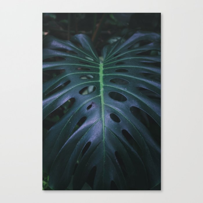 Palm — 02 Canvas Print