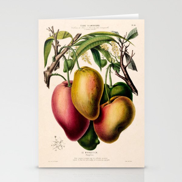 Mango from "Flore d’Amérique" by Étienne Denisse, 1840s Stationery Cards