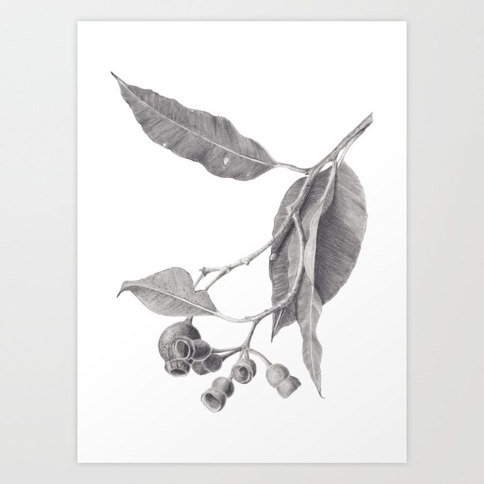 Gum Tree Branch Graphite Pencil Drawing Art Print By Zoya Art