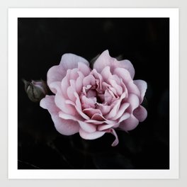 Rose Garden XXIII Art Print