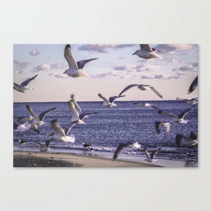 A Flock of Seagulls Canvas Print by carrinoanthony