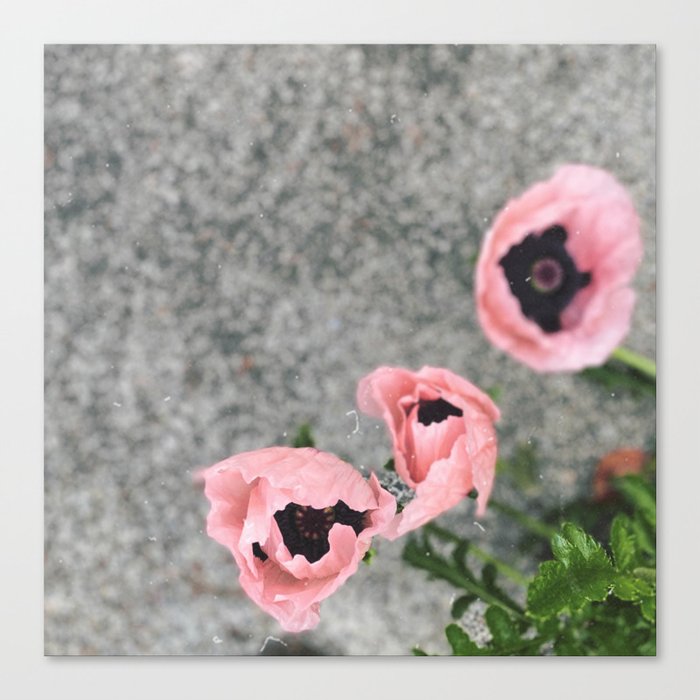 pink poppies Canvas Print