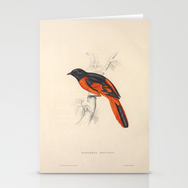 Scarlet minivet by Elizabeth Gould from "A Century of Birds from the Himalaya Mountains," 1831 Stationery Cards