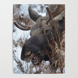 Dinner Time! Alaskan Bull Moose's Winter Diet Poster