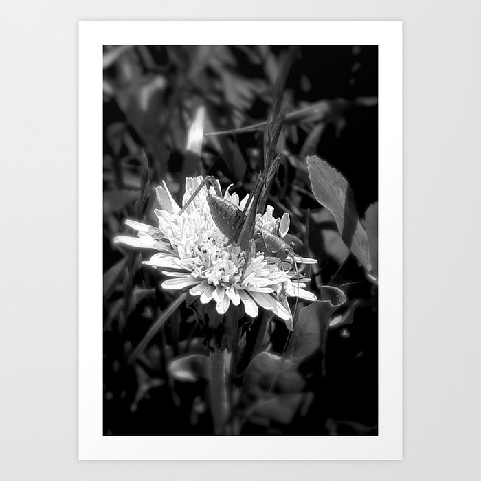 Monochrome grasshopper on dandelion summer field photography Art Print