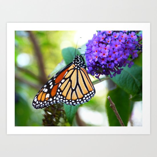 monarch II Art Print