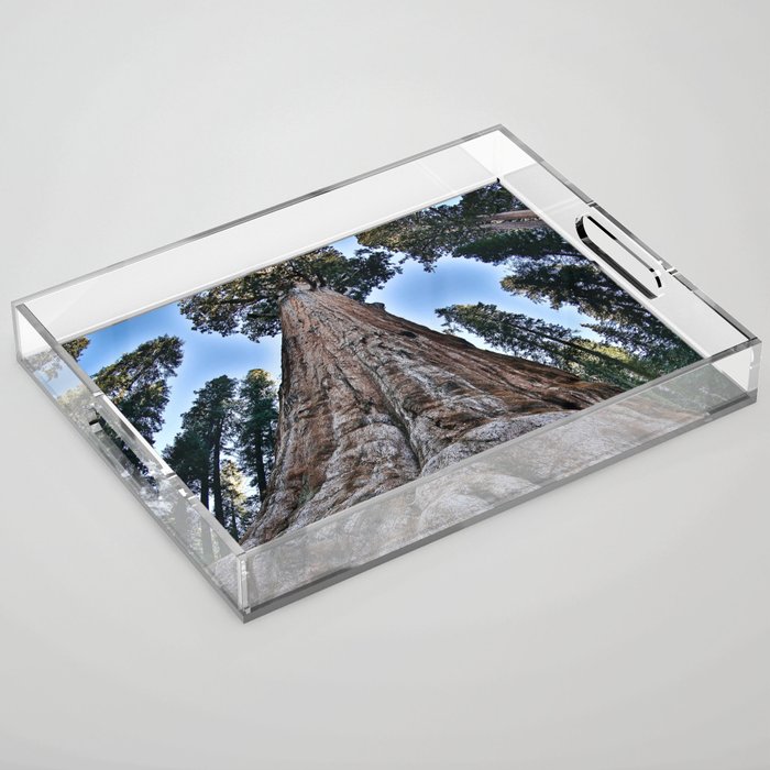 Redwood big II portrait size; redwoods of California; John Muir woods giant trees nature landscape color photograph / photography Acrylic Tray